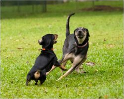 Calvin & Lena Neo – Pet Photography